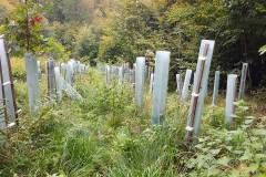 Waldbegehung 2021
