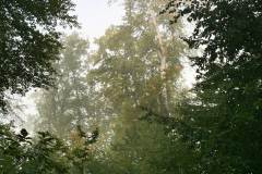 Waldbegehung 2021