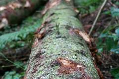 Waldbegehung 2021