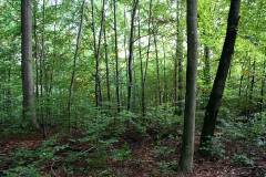 Waldbegehung 2021