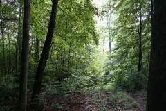 Waldbegehung 2021