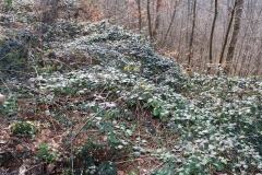 Wo der Boden durch Holzlagerung verdichtet war, wuchern die Brombeeren.