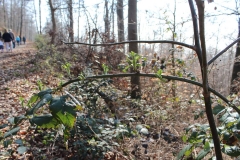 Wo der Boden durch Holzlagerung verdichtet war, wuchern die Brombeeren.