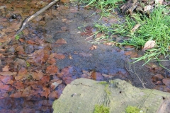 Besonders geschützt: Froschlaich