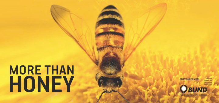 Filmtipp „More than Honey“
